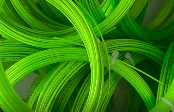 Kirschbaum - Flash Grün - 12m – Bild 2